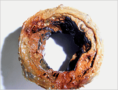 水道管が錆びることによる影響